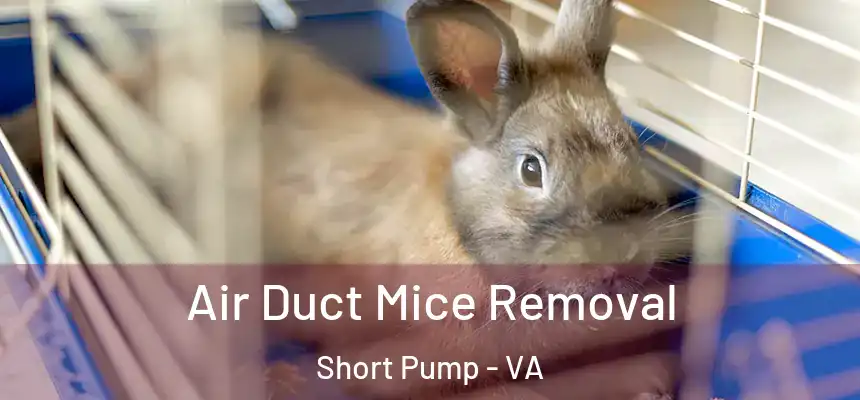  Air Duct Mice Removal Short Pump - VA